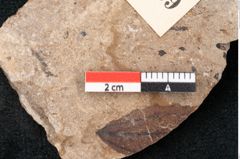 Foto (Detailansicht) von Pinus palaeostrobus Ettingshausen (NHMW-GEO-2024-0188-8269)